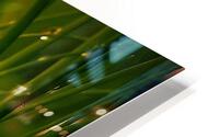     herbes  fine HD Metal print