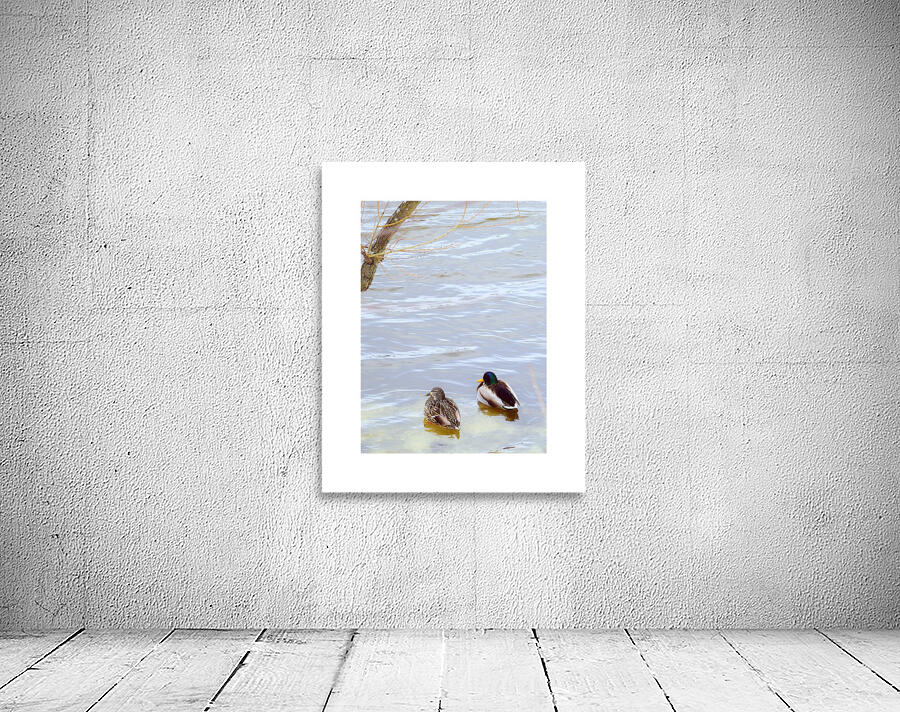 canards Wall Preview