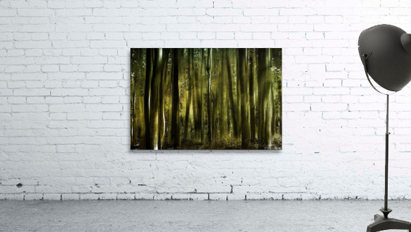   Foret   Wall Preview