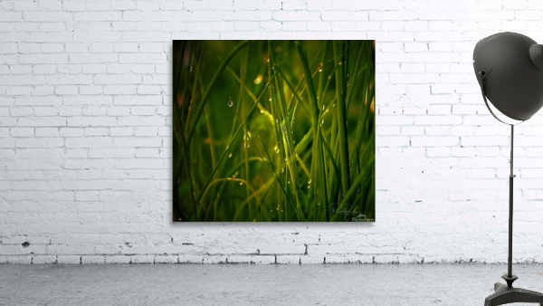     herbes  fine Wall Preview