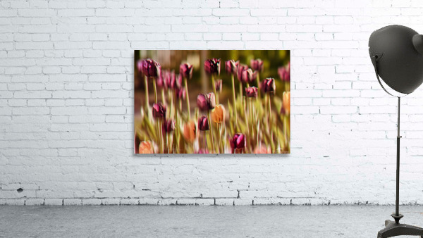 tulipes   Wall Preview