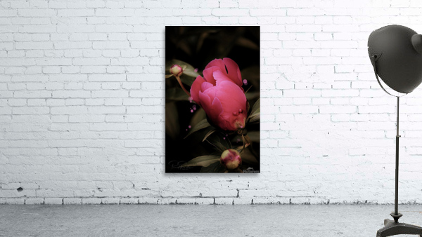 Eclosion rose   Wall Preview