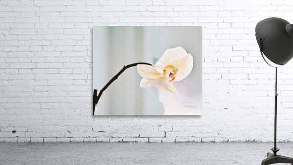 Orchidee Wall Preview