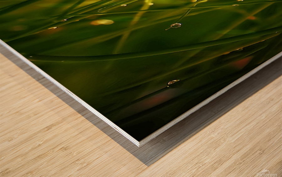     herbes  fine Wood print