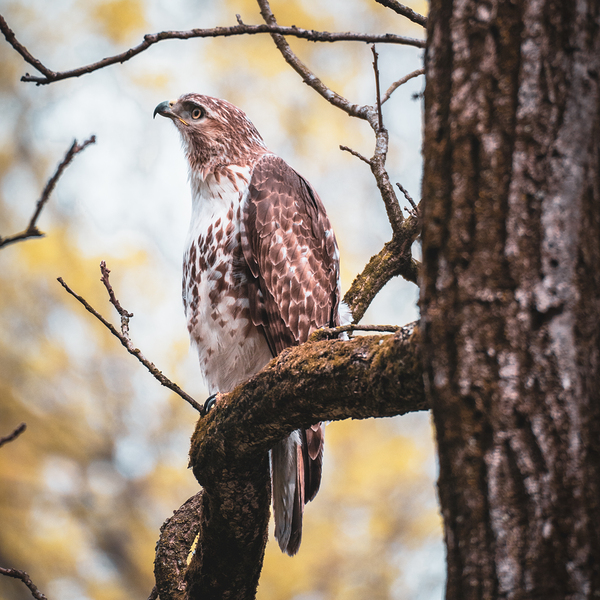 Red Tailed Hawk Digital Download