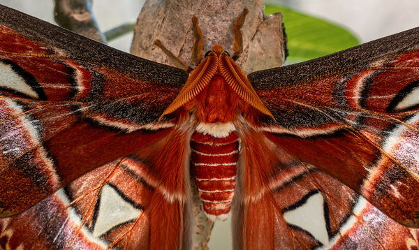 Atlas Moth Close Up Digital Download