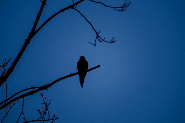 Bird Silhouette Dark Blue Digital Download