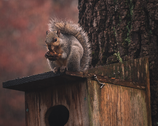 Squirrel on a Birdhouse   Rainy Autumn Digital Download