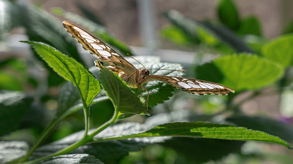 Check Out My Wings Digital Download