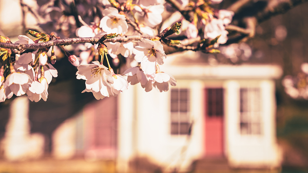 Early Spring Cherry Blossom and Red Door Digital Download