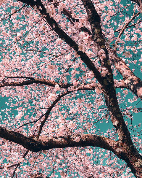 Spring Overhead Digital Download