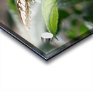 Check Out My Wings Acrylic print