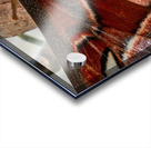 Atlas Moth Close Up Acrylic print
