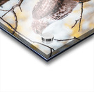 Red Tailed Hawk Acrylic print