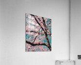 Spring Overhead Acrylic Print