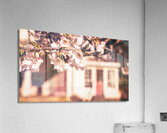 Early Spring Cherry Blossom and Red Door Acrylic Print