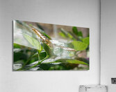 Check Out My Wings Acrylic Print