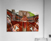 Atlas Moth Close Up Acrylic Print