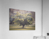 Cedar Creek Park   Late Spring Dogwood Acrylic Print