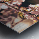 Early Spring Cherry Blossom and Red Door Metal print