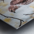 Red Tailed Hawk Metal print