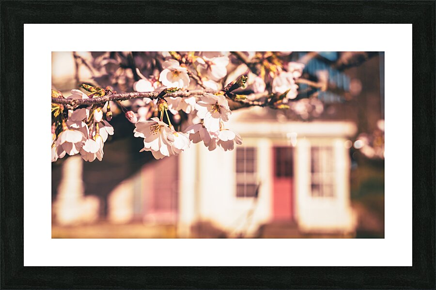 Early Spring Cherry Blossom and Red Door Picture Frame print