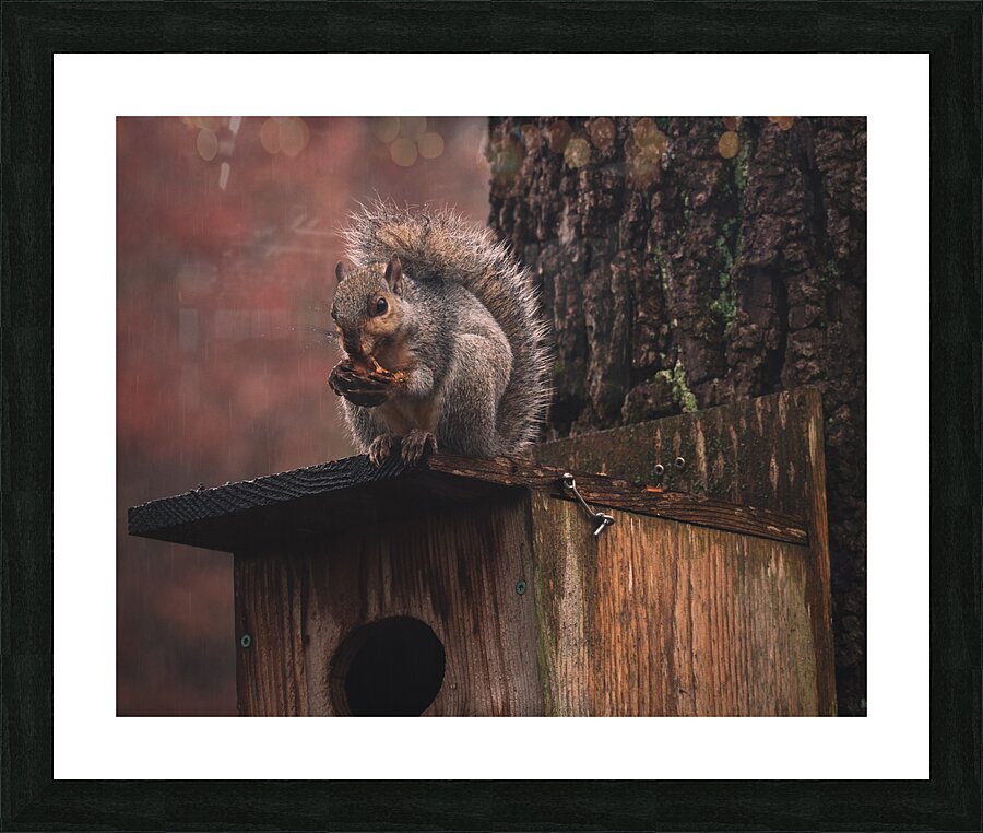 Squirrel on a Birdhouse   Rainy Autumn Picture Frame print