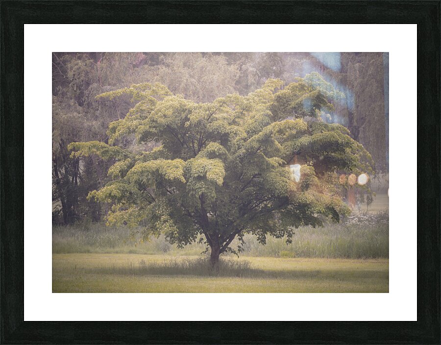 Cedar Creek Park   Late Spring Dogwood Picture Frame print