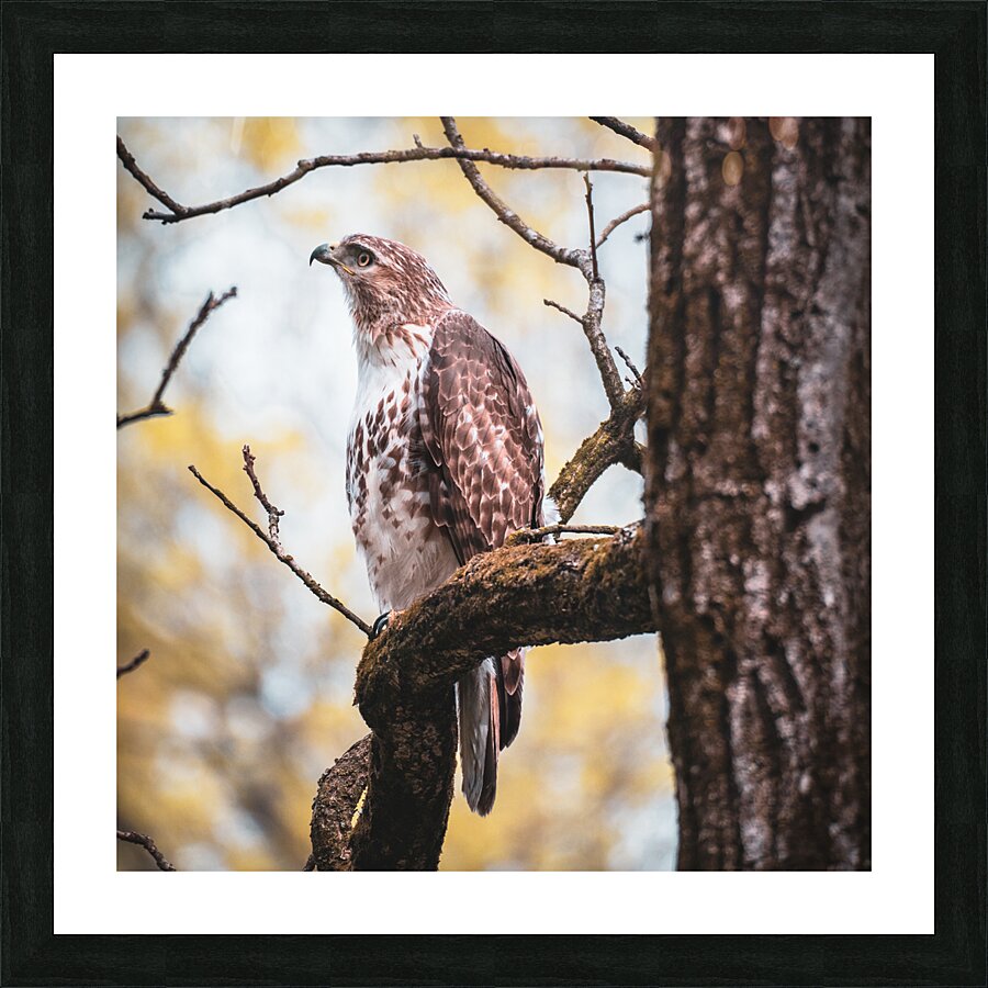Red Tailed Hawk Picture Frame print