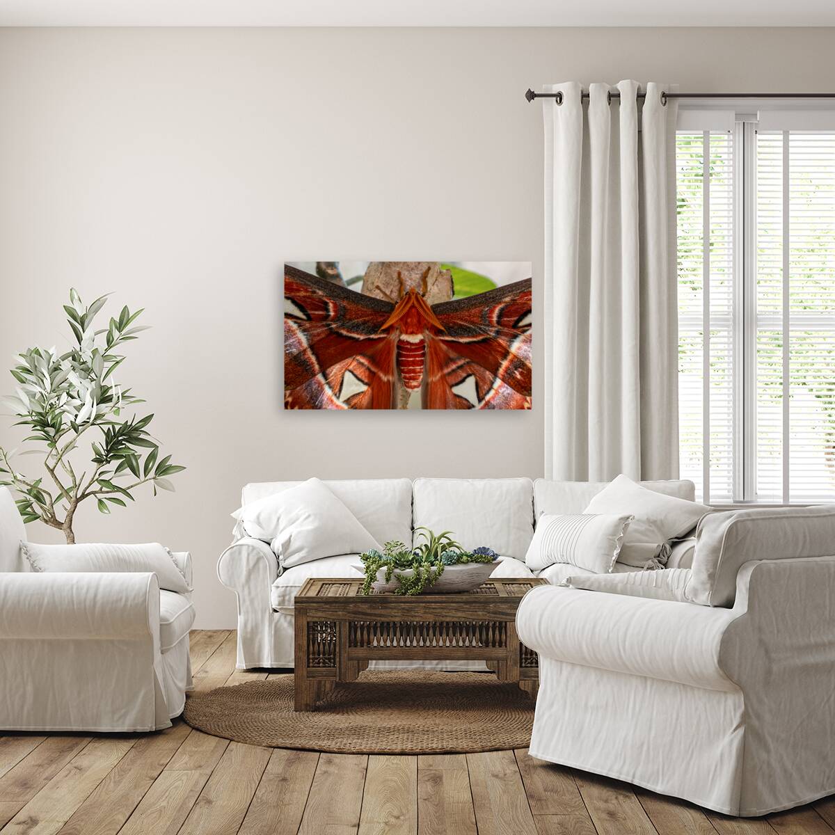 Atlas Moth Close Up Reproduction