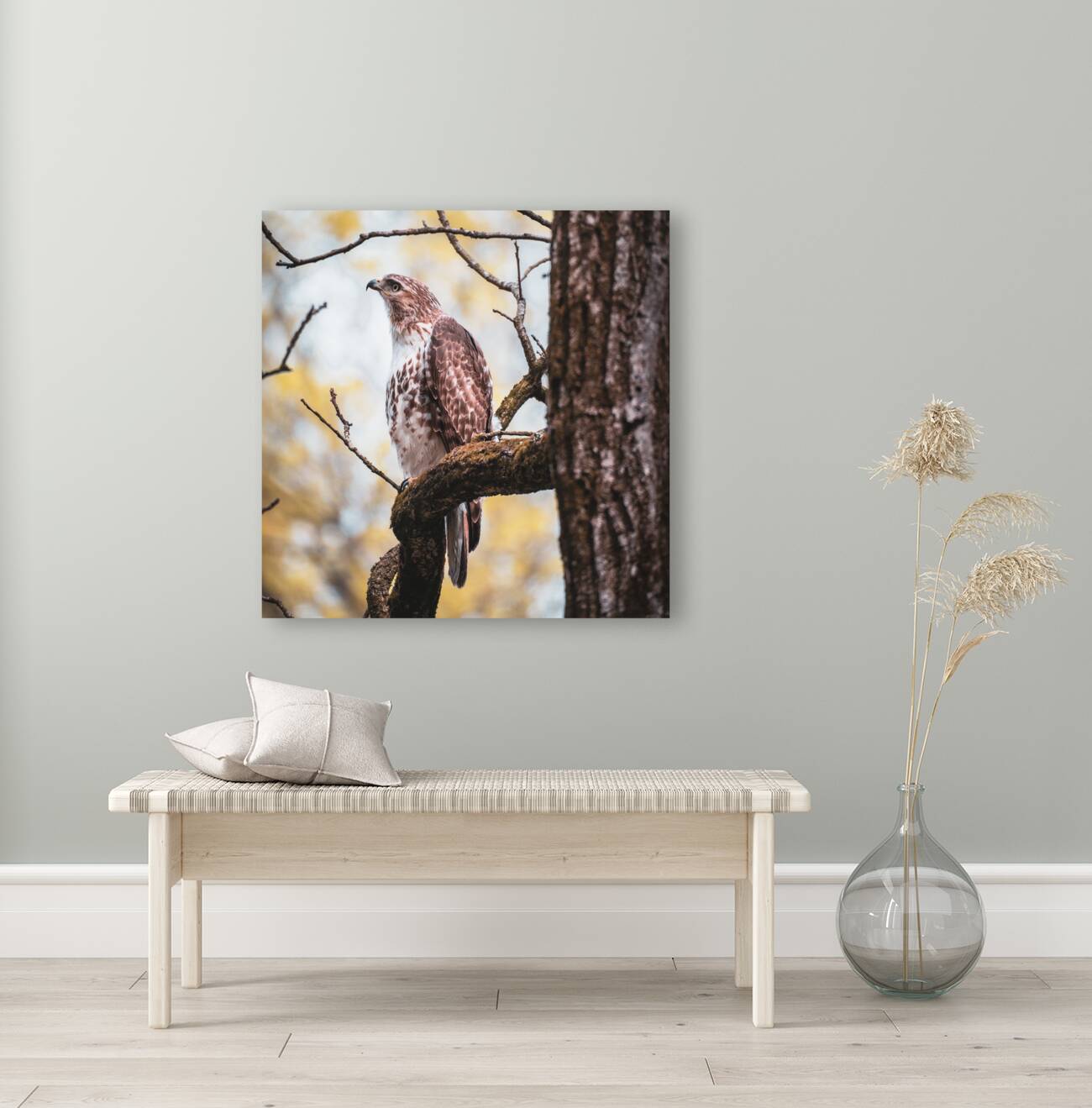 Red Tailed Hawk Reproduction