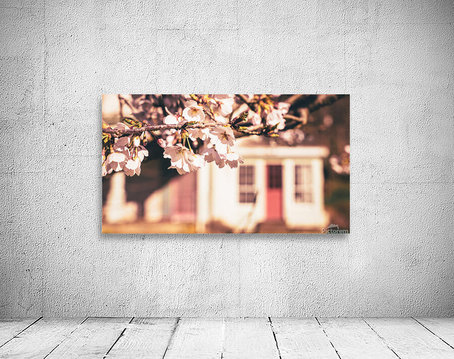 Early Spring Cherry Blossom and Red Door Wall Preview