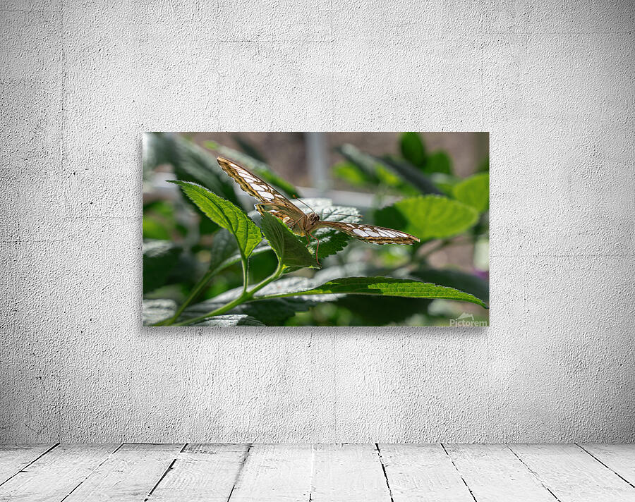 Check Out My Wings Wall Preview