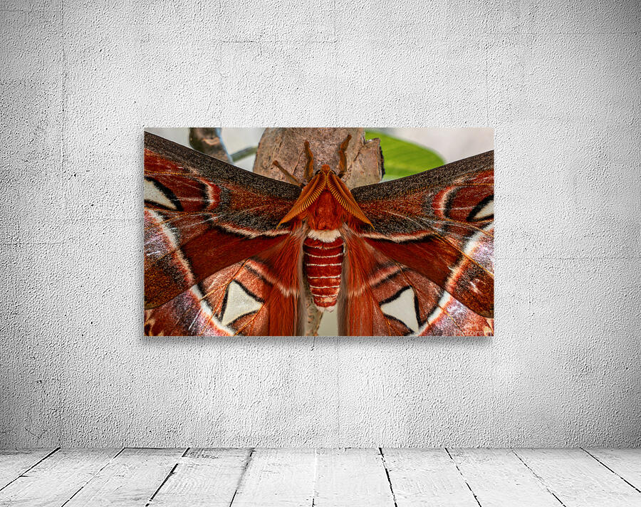 Atlas Moth Close Up Wall Preview