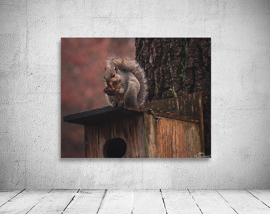 Squirrel on a Birdhouse   Rainy Autumn Wall Preview