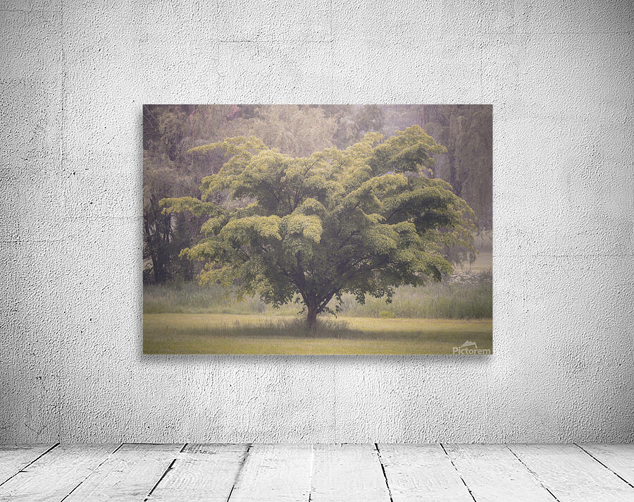 Cedar Creek Park   Late Spring Dogwood Wall Preview