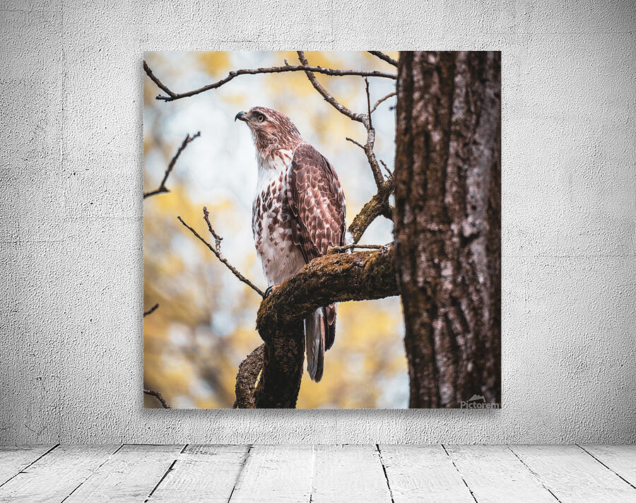 Red Tailed Hawk Wall Preview