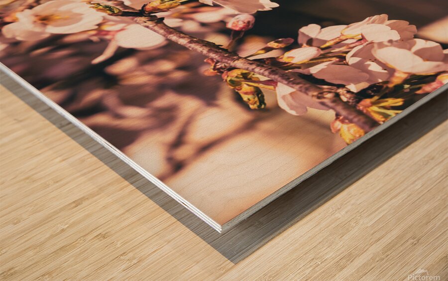 Early Spring Cherry Blossom and Red Door Wood print