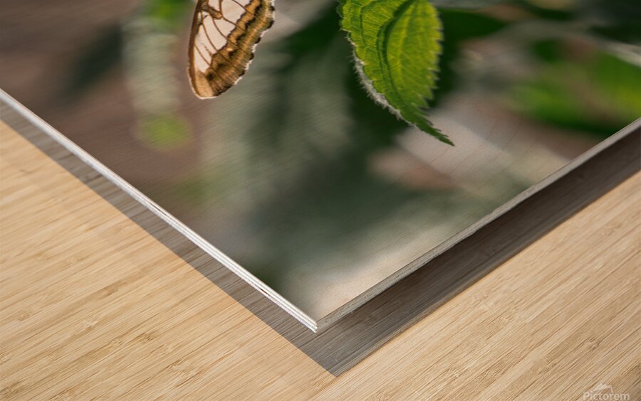 Check Out My Wings Wood print