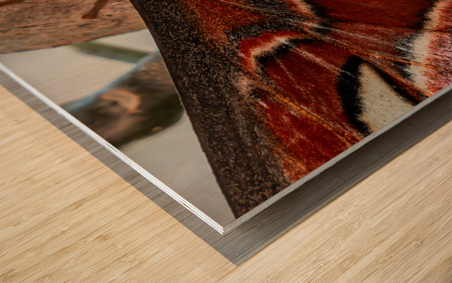 Atlas Moth Close Up Wood print