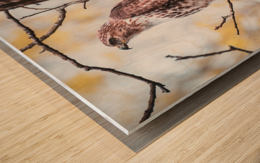 Red Tailed Hawk Wood print