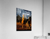 Ruger. Acrylic Print