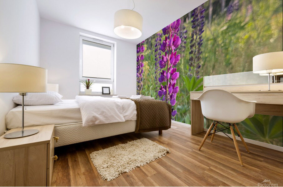 Lupine 2. Mural print