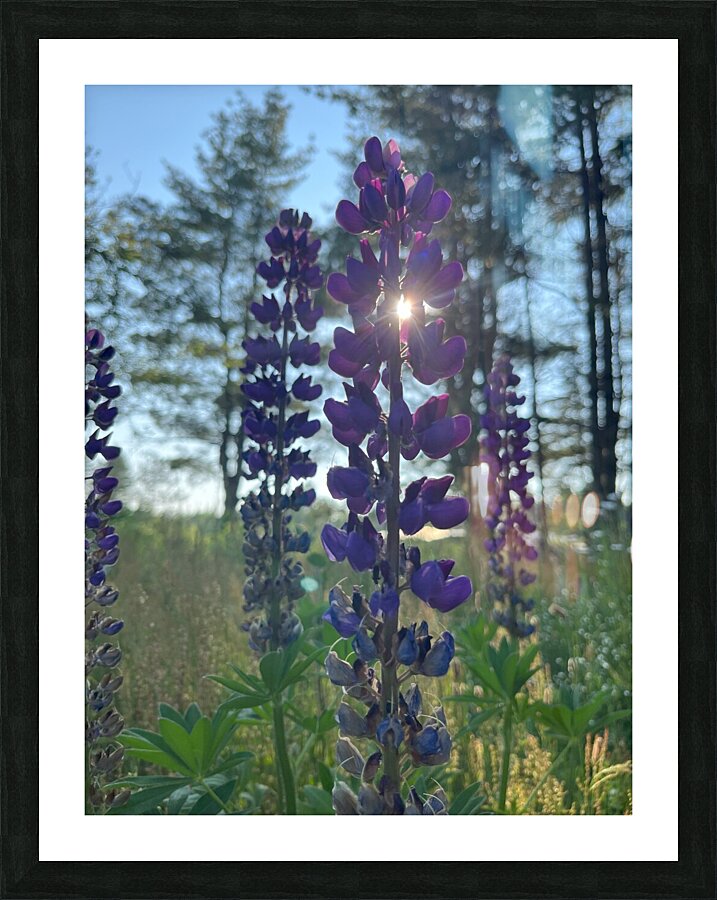 Lupine 1. Picture Frame print