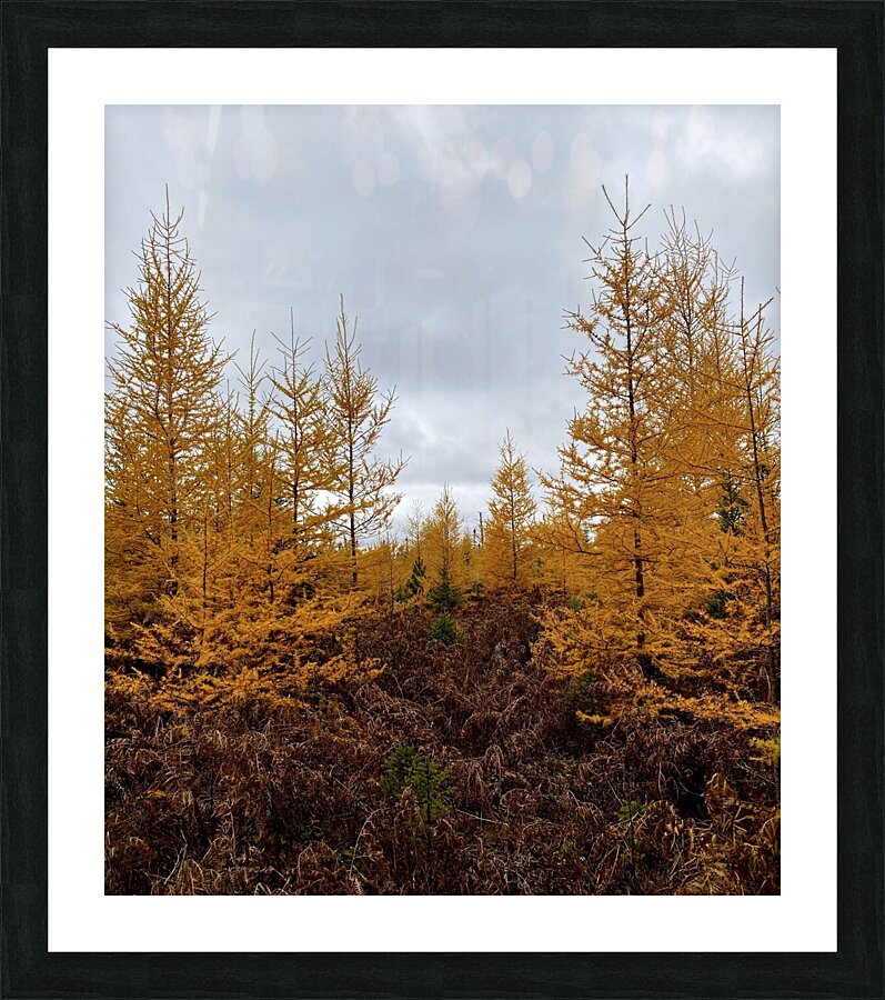 Tamarack. Picture Frame print