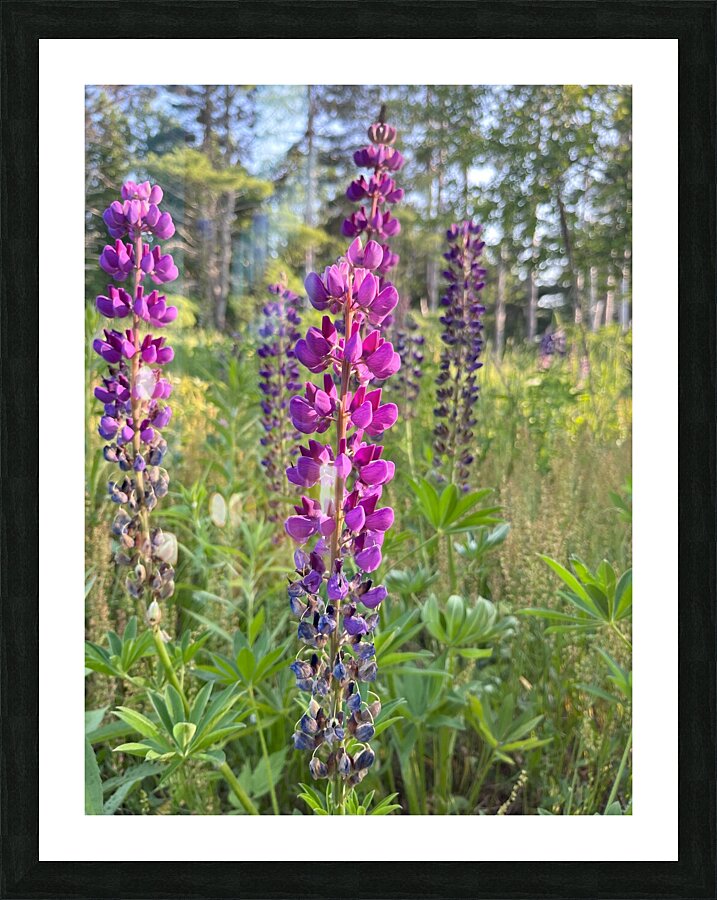 Lupine 2. Picture Frame print