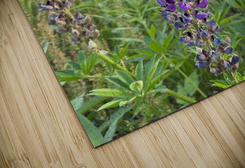 Lupine 2. KHAOS ARTISTRY puzzle