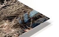 Covered in Winter. HD Metal print