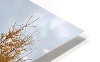 Tamarack. HD Metal print