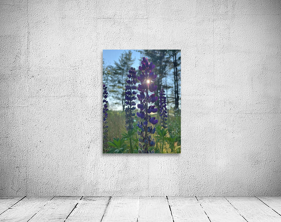 Lupine 1. Wall Preview